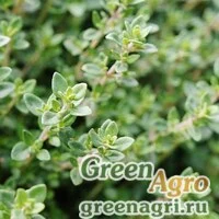 Семена Тимьян обыкновенный (Thymus vulgaris) "Winter thyme" 20 гр.