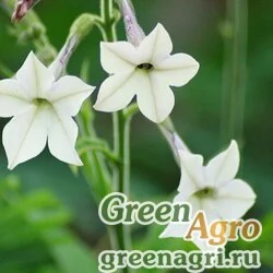 Семена Табак заостренный (Nicotiana acuminata) (white) 0.4 гр.