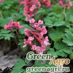 Семена Хохлатка трансильванская (Corydalis transsilvanica) 0,5 гр.