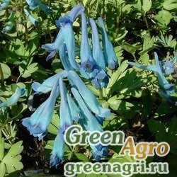 Семена Хохлатка расставленная (Corydalis remota) 1 г