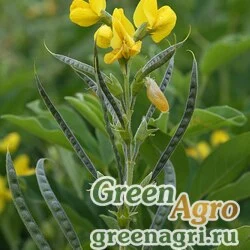 Семена Термопсис люпиновидный (Thermopsis lupinaster) 12 гр.