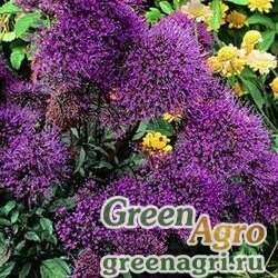 Трахелиум синий (Trachelium caeruleum) "Jemmy" (deep violet) raw 1000 шт.