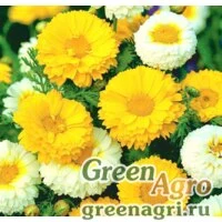 Семена Хризантема венечная (Chrysanthemum coronarium) (mix) 100 гр.