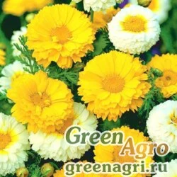 Семена Хризантема венечная (Chrysanthemum coronarium) (mix) 100 гр.
