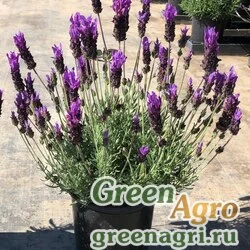 Семена Лаванда стэхадская (Lavandula stoechas) "Violeta" (purple XL) raw 1000 шт.