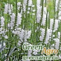 Семена Физостегия виргинская (Physostegia virginiana) (white) 5 гр.