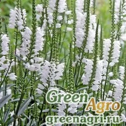 Семена Физостегия виргинская (Physostegia virginiana) (white) 5 гр.