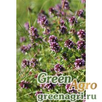 Семена Тимьян блошницевидный (Thymus pulegoides) (pink-purple) 10 гр. Семена Тимьян блошницевидный (Thymus pulegoides) (pink-purple) 10 гр.
