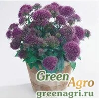 Семена Трахелиум синий (Trachelium caeruleum) "Devotion" (purple) pelleted 1000 шт.