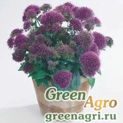 Семена Трахелиум синий (Trachelium caeruleum) "Devotion" (purple) pelleted 1000 шт.