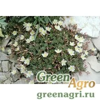 Семена Талинум седумовидный (Talinum okanoganense) 0.1 гр.
