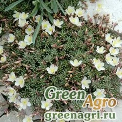 Семена Талинум седумовидный (Talinum okanoganense) 0.1 гр.