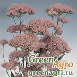 Семена Трахелиум синий (Trachelium caeruleum) "Jemmy" (lilac-rose) raw 1000 шт.