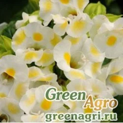 Семена Торения Фурнье (Torenia fournieri) "Kauai F1" (lemon drop) pelleted 1000 шт.