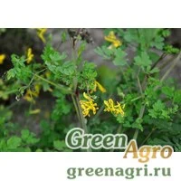 Семена Хохлатка охотская (Corydalis ochotensis) 0.5 гр.
