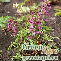 Семена Хохлатка кавказская ф. красная (Corydalis caucasica f.rubra) 1 гр.