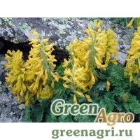 Семена Хохлатка Маршалла (Corydalis marschalliana) (желтый) 1 гр.