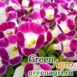 Семена Торения Фурнье (Torenia fournieri) "Kauai F1" (magenta) pelleted 1000 шт.