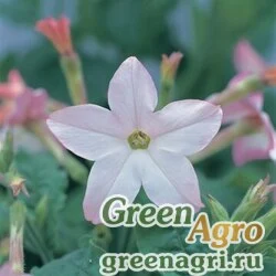 Семена Табак Сандер (Nicotiana x sanderae) "Avalon F1" (appleblossom) raw 1000 шт.