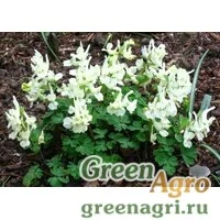 Семена Хохлатка малкская (Corydalis malkensis) 1 гр.