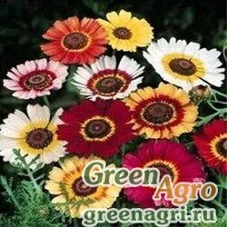 Семена Хризантема килеватая (Chrysanthemum carinatum) "Rainbow" (mix) 100 гр.