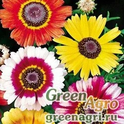 Семена Хризантема килеватая (Chrysanthemum carinatum) "Dunnetti" (mix) 50 гр.