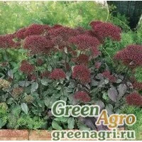 Семена Трахелиум синий (Trachelium caeruleum) "Devotion" (burgundy) pelleted 1000 шт.