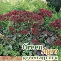 Семена Трахелиум синий (Trachelium caeruleum) "Devotion" (burgundy) pelleted 1000 шт.
