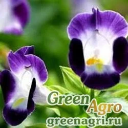Семена Торения Фурнье (Torenia fournieri) "Kauai F1" (blue white) pelleted 1000 шт.