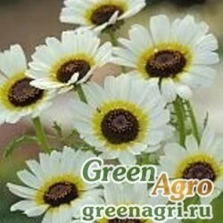 Семена Хризантема килеватая (Chrysanthemum carinatum) "Polar star" (white) 50 гр.