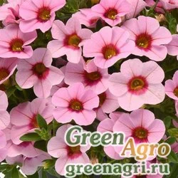 Семена Калибрахоа гибридная ампельная (Calibrachoa hybrida) "Kabloom" (pink light blast) pelleted 100 шт.