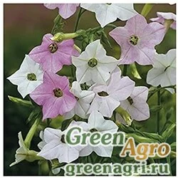 Семена Табак изменчивый (Nicotiana mutabilis) "Marshmallow" гр 3 гр.