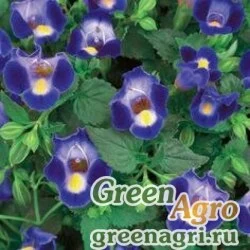 Семена Торения Фурнье (Torenia fournieri) "Kauai F1" (deep blue) pelleted 1000 шт.