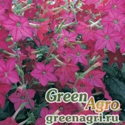 Семена Табак Сандер (Nicotiana x sanderae) "Perfume F1" (bright rose) raw 1000 шт.