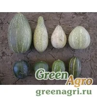 Семена Тыква Андре (Cucurbita andreana) 6 гр.