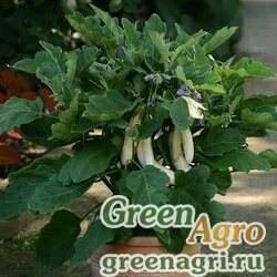 Семена Баклажан (Solanum melongena) "Gretel F!" raw 100 шт.