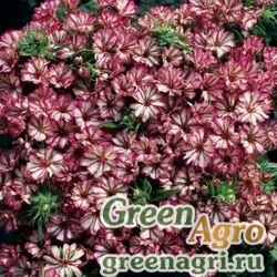 Семена Флокс Друммонда (Phlox drummondii) "Peppermint Candy" 1.5 гр.