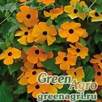 Семена Тунбергия крылатая (Thunbergia alata) "Sunrise" (orange) 5 г