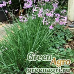 Семена Тюльбагия фиолетовая (Tulbaghia violacea) 1 гр.