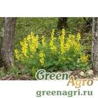 Семена Хохлатка прекрасная (Corydalis speciosa) 1.5 гр.