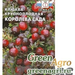 Клюква Королева Сада Седек Ц