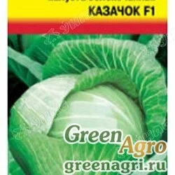 Капуста Казачок Урожай у дачи Ц