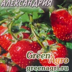 Семена пакетированные Земляника Александрия НК Ц