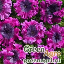 Семена Петуния крупноцветковая превосходнейшая (Petunia grandiflora superbissima) "Cherny`s Triumph" pelleted 1000 шт.