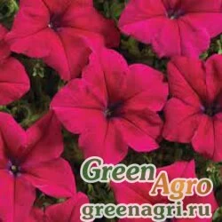 Семена Петуния крупноцветковая превосходнейшая (Petunia grandiflora superbissima) "Bordovaya" (burgundy) pelleted 1000 шт.