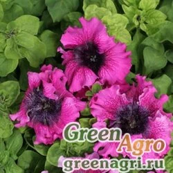 Семена Петуния крупноцветковая превосходнейшая (Petunia grandiflora superbissima) "Temno Purpurnaya" pelleted 1000 шт.