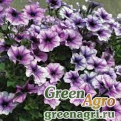 Семена Петуния крупноцветковая (Petunia grandiflora) "Sneni F1" (light violet) pelleted 1000 шт.