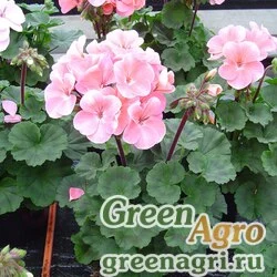 Семена Пеларгония х садовая (герань) (Pelargonium x hortorum) "Nano F1" (appleblossom) raw 1000 шт.
