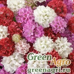 Семена Армерия ложноармерия (Armeria pseudarmeria) "Ballerina" (mix) raw 1000 шт.