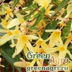 Семена Бегония боливийская ампельная (Begonia boliviensis) "Сopaсabana F1" (yellow) pelleted 500 шт.